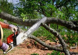 Best Storm Damage Tree Cleanup  in North Manchester, IN